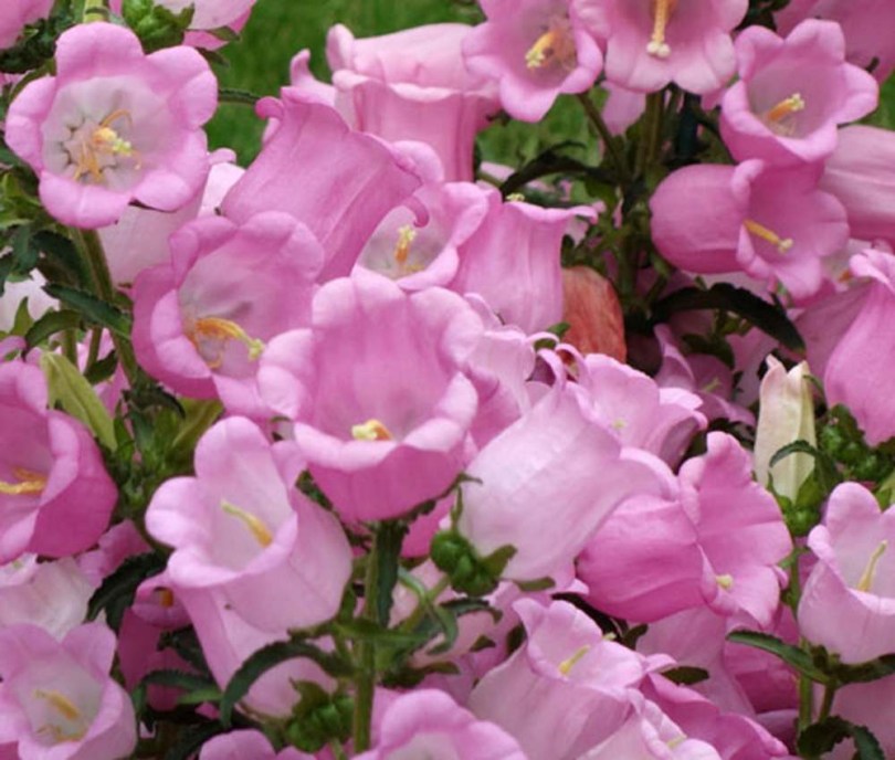 Rózsaszín csupros harangvirág - Bögrevirág - Campanula medium, Campanula medium, ehető virág